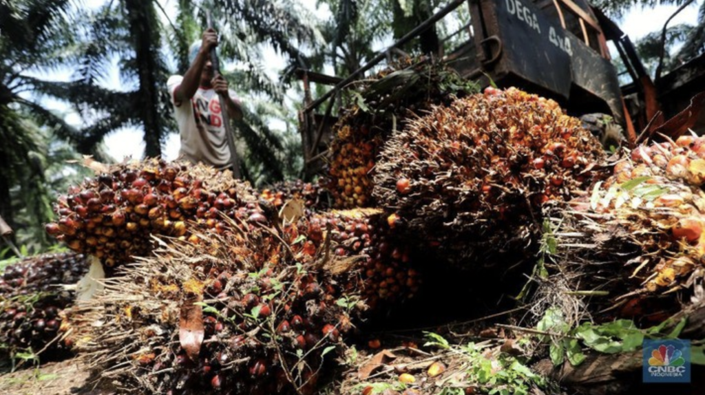 Awal Puasa Merana, Harga CPO Longsor Tujuh Hari Beruntun