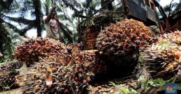 Awal Puasa Merana, Harga CPO Longsor Tujuh Hari Beruntun