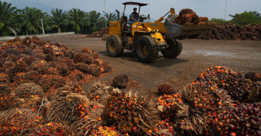 🌴Harga CPO Naik Dipicu Permintaan India dan Kenaikan Harga Minyak Kedelai