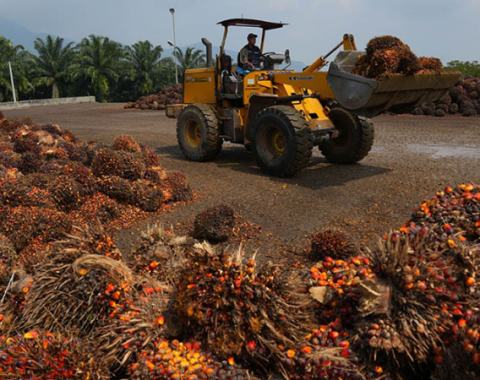 🌴Harga CPO Naik Dipicu Permintaan India dan Kenaikan Harga Minyak Kedelai
