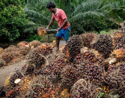 🌴Indonesia Rencanakan Implementasi B-50