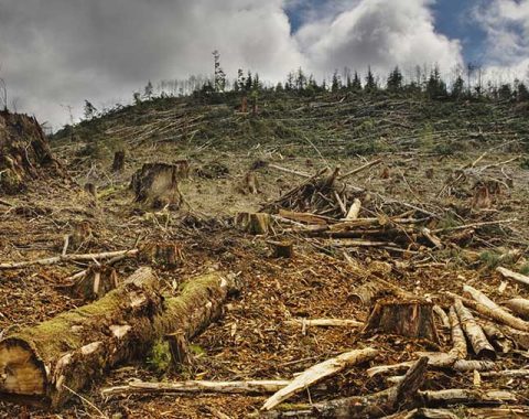 Persebaran Kebun & Pabrik Sawit di Wilayah Terdampak Banjir