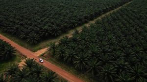 🌴Kinerja Sektor CPO 2025