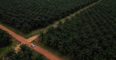 🌴Kinerja Sektor CPO 2025