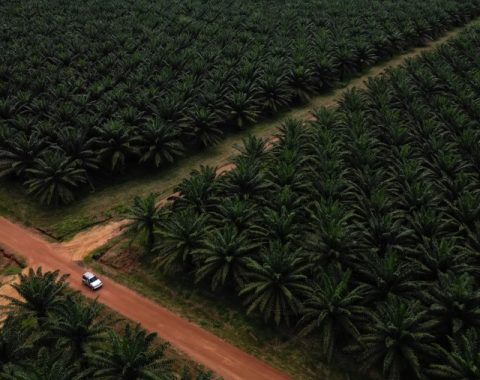 🌴Kinerja Sektor CPO 2025